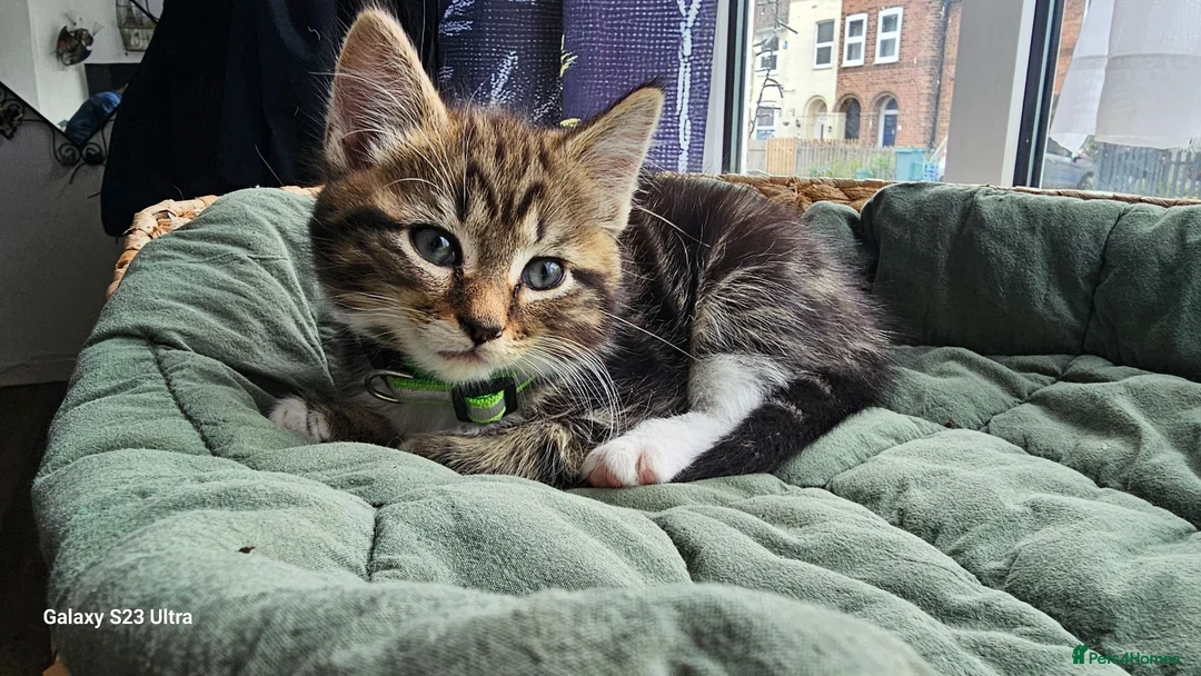 Mixed Breed cats for sale: 5 little kittens ready for the new lovely homes  ! in Cheltenham - Advert 2
