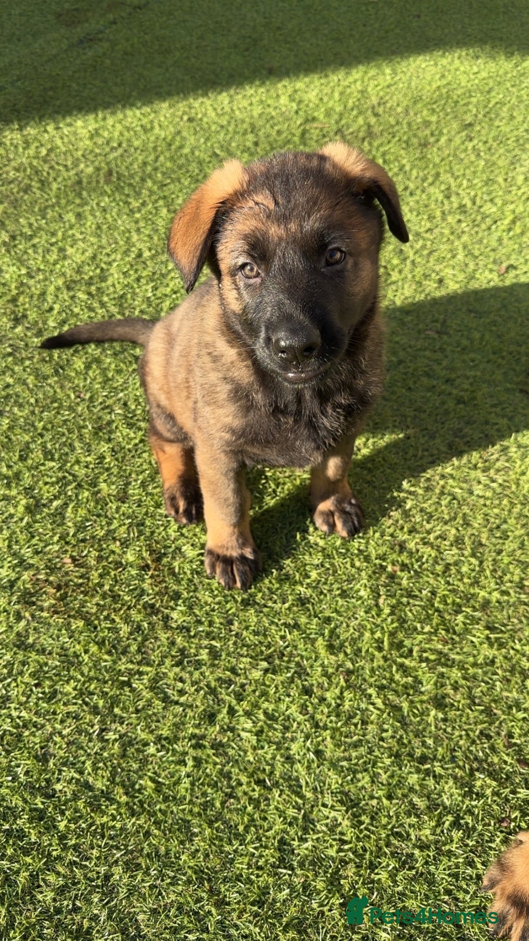 German Shepherd dogs for sale: 1 beautiful female German shepher kc reg working - Advert 14
