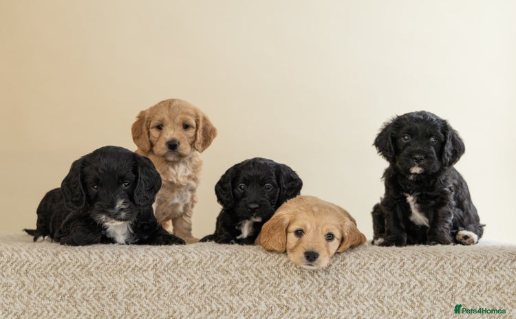Mixed Breed dogs - Advert 6