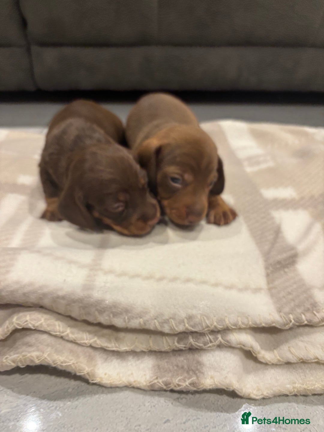 Miniature Dachshund dogs for sale: Miniature dachshund  - Advert 32