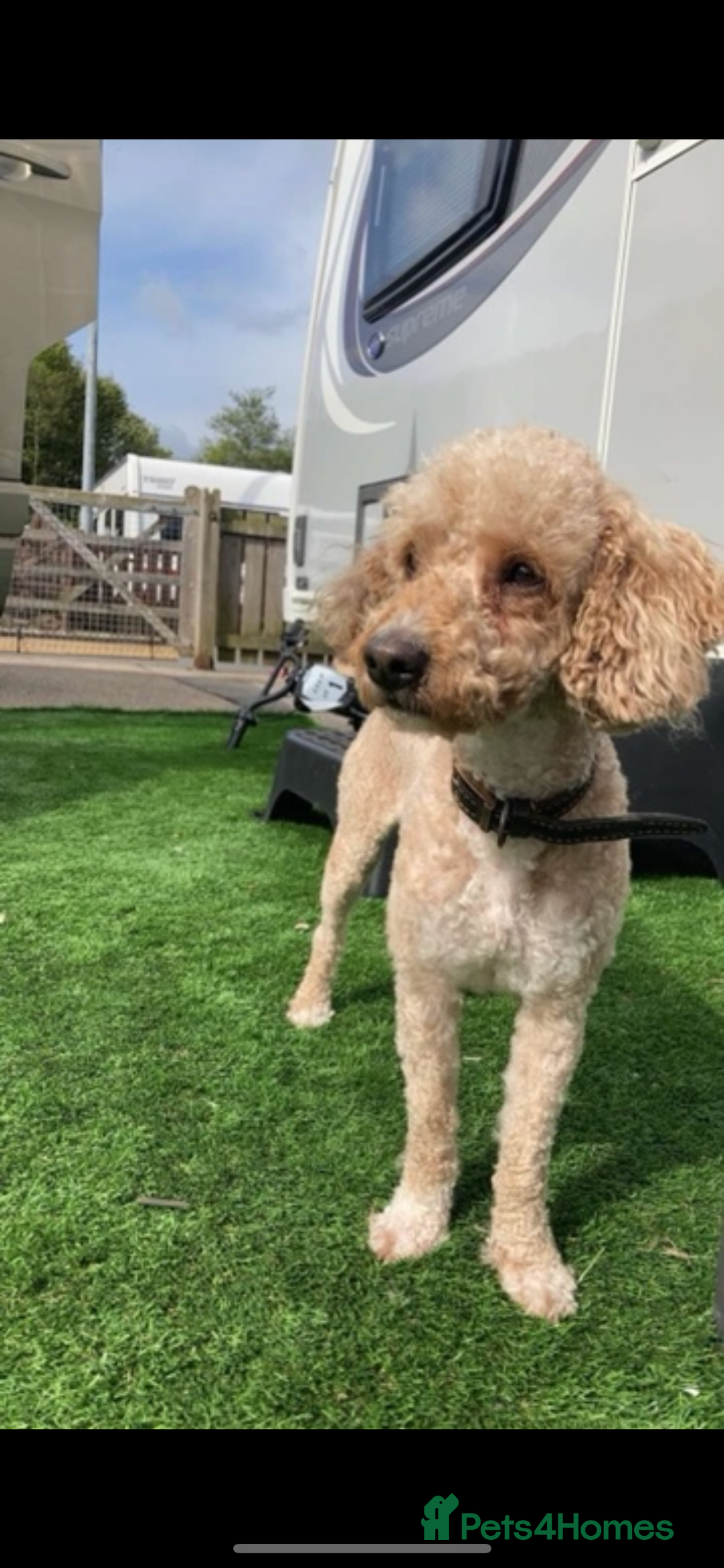 Poochon dogs for sale: Poochon puppies  - Image 9
