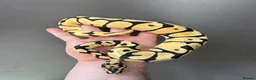 Python Snake reptiles for sale: Super high intensity orange dream - Advert 4