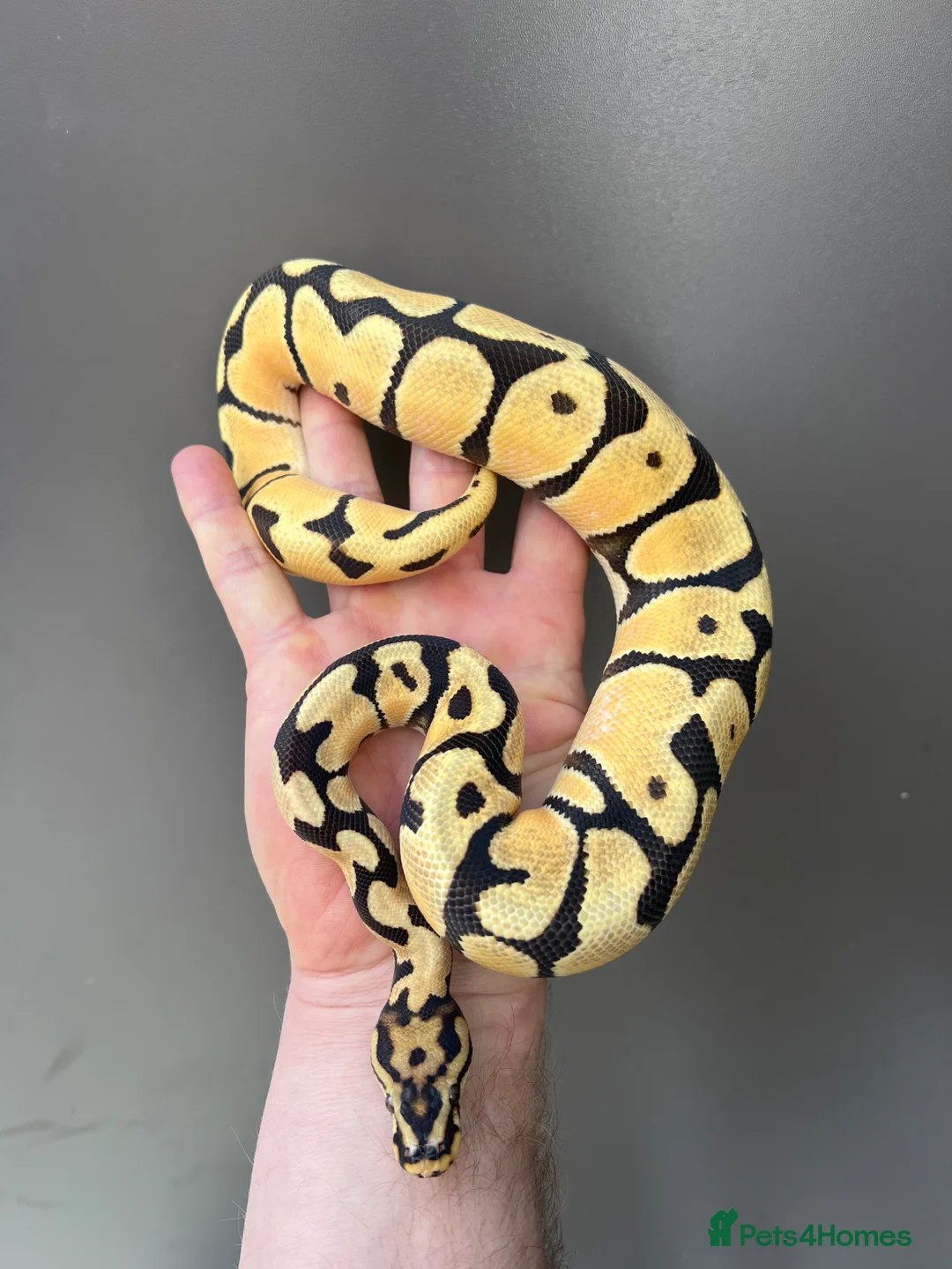 Python Snake reptiles for sale: Super high intensity orange dream - Advert 4