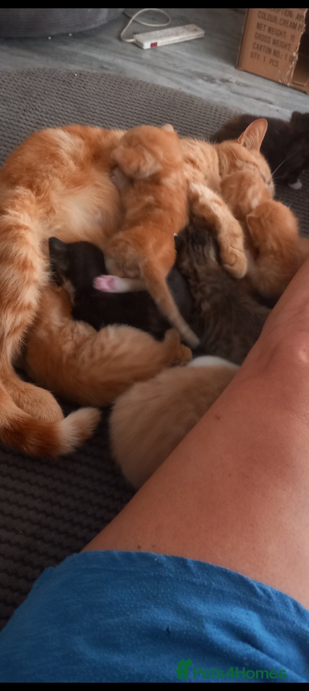 Mixed Breed cats for sale: 3 bengal half tabby.And 4 tabby half ragdol.  - Image 13