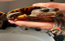 Turtle reptiles for sale: 2 painted wood turtles for sale - Image 4