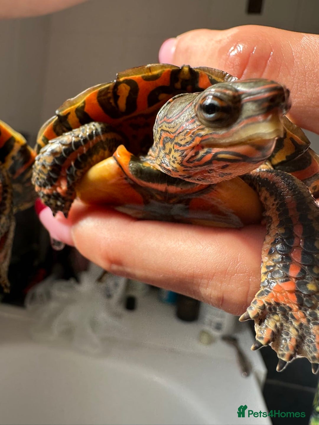Turtle reptiles for sale: 2 painted wood turtles for sale - Image 4