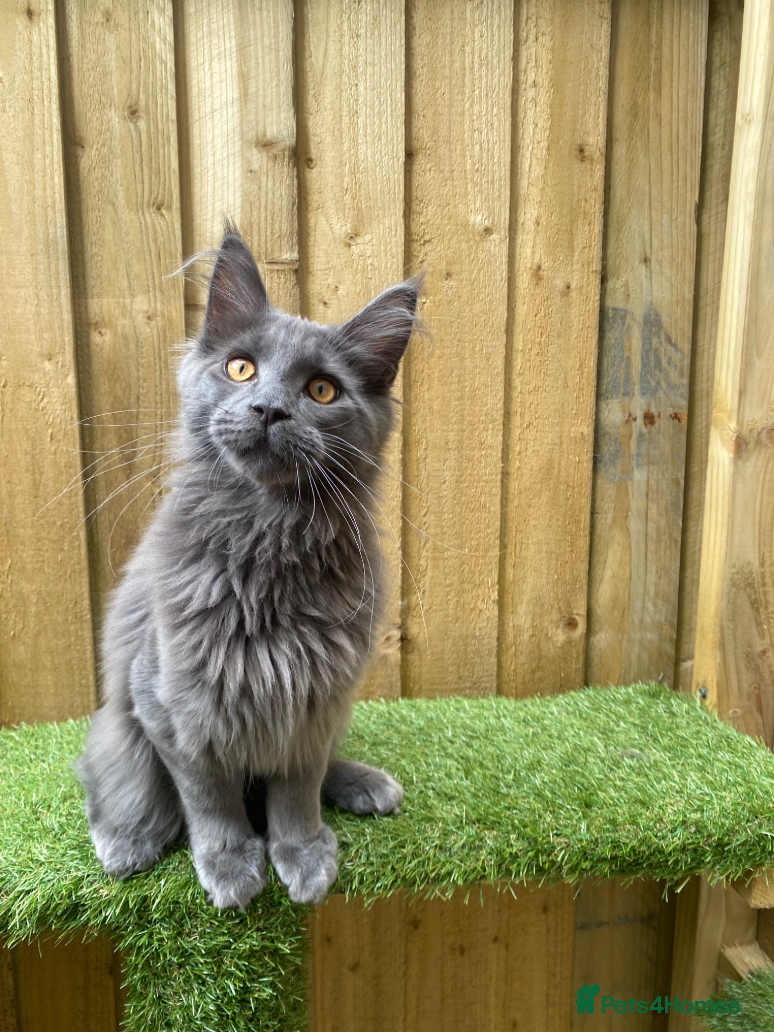 Maine Coon cats for sale: Tica boys available  - Advert 13