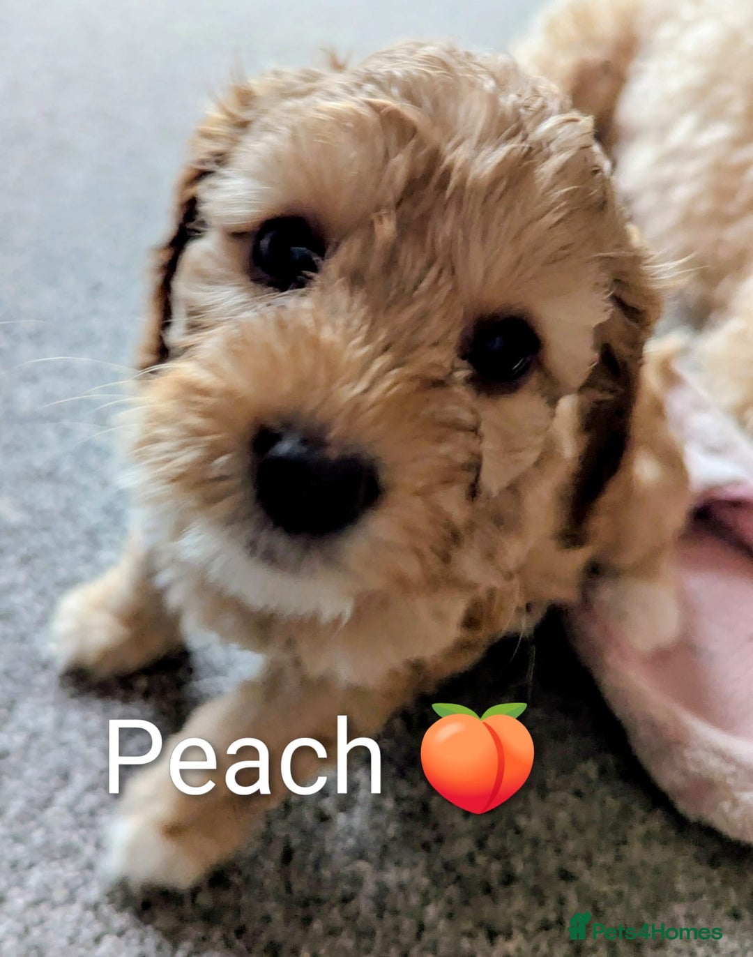Cockapoo dogs for sale: 🐶 8 Gorgeous F2 Cockapoo Puppies – Ready Soon! 🏡 - Advert 9