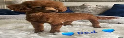 Cockapoo dogs for sale: Beautiful Home-Raised F1b toy Cockapoo Puppies  - Advert 16