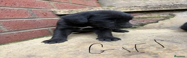Lurcher 4