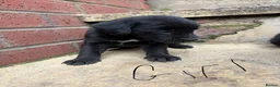 Lurcher dogs for sale: Lurcher pups - Advert 4