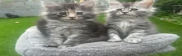 Maine Coon cats for sale: Maine Coon kittens  - Advert 1