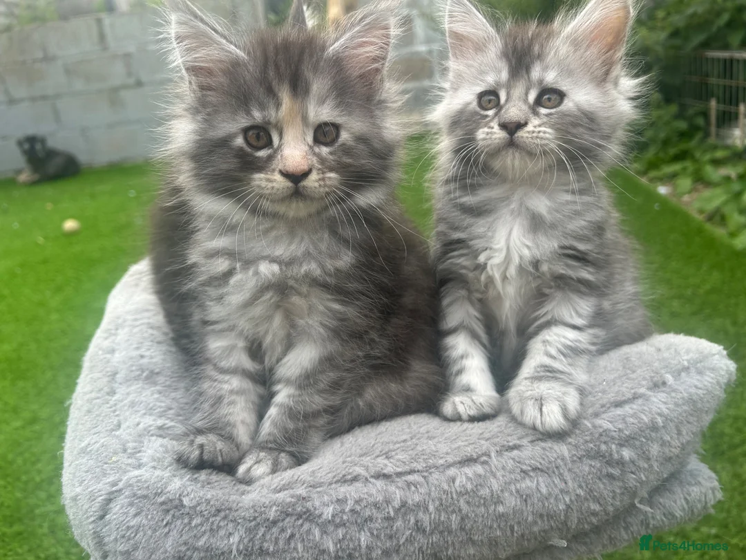Maine Coon cats for sale: Maine Coon kittens  - Advert 1