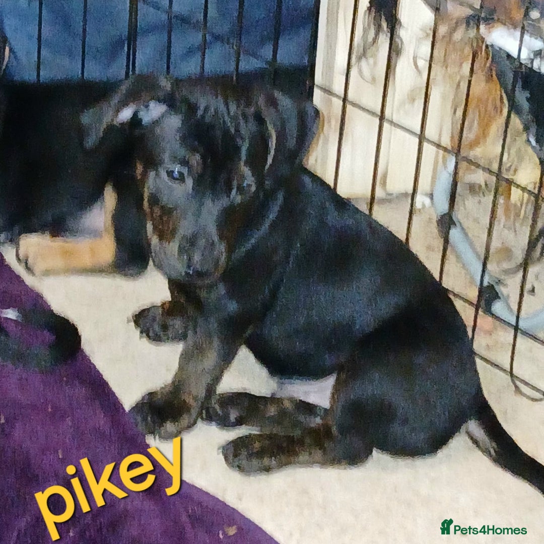 Mixed Breed dogs for sale: Staffyxjackrussell pups - Image 6
