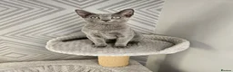 Russian Blue cats for sale: GCCF Registered Russian Blue Kittens - Advert 8