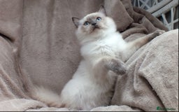 Ragdoll cats for sale: GCCF REG PET KITTENS CHAMPION IMPORT BLOODLINES - Image 25