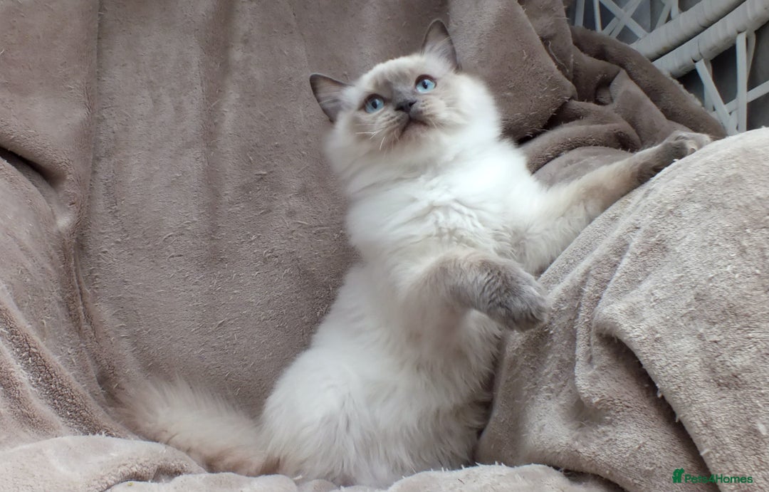 Ragdoll cats for sale: GCCF REG PET KITTENS CHAMPION IMPORT BLOODLINES - Image 25