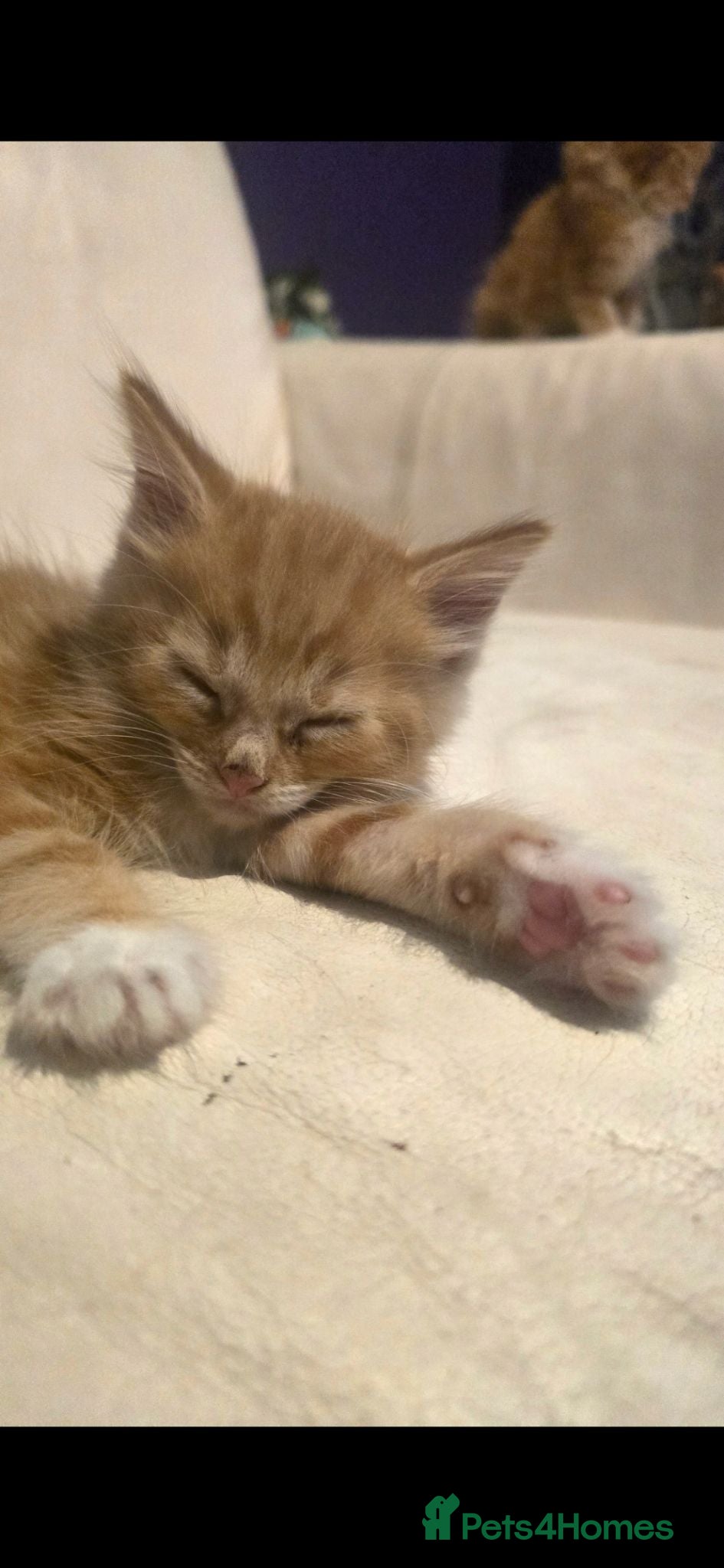 Mixed Breed cats Main Coon - Advert 4