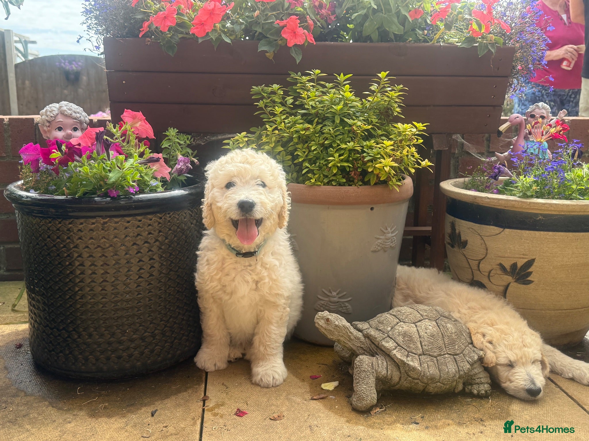 Goldendoodle dogs 🐾 Goldendoodle Puppies ready for forever homes 🐾 - Advert 2