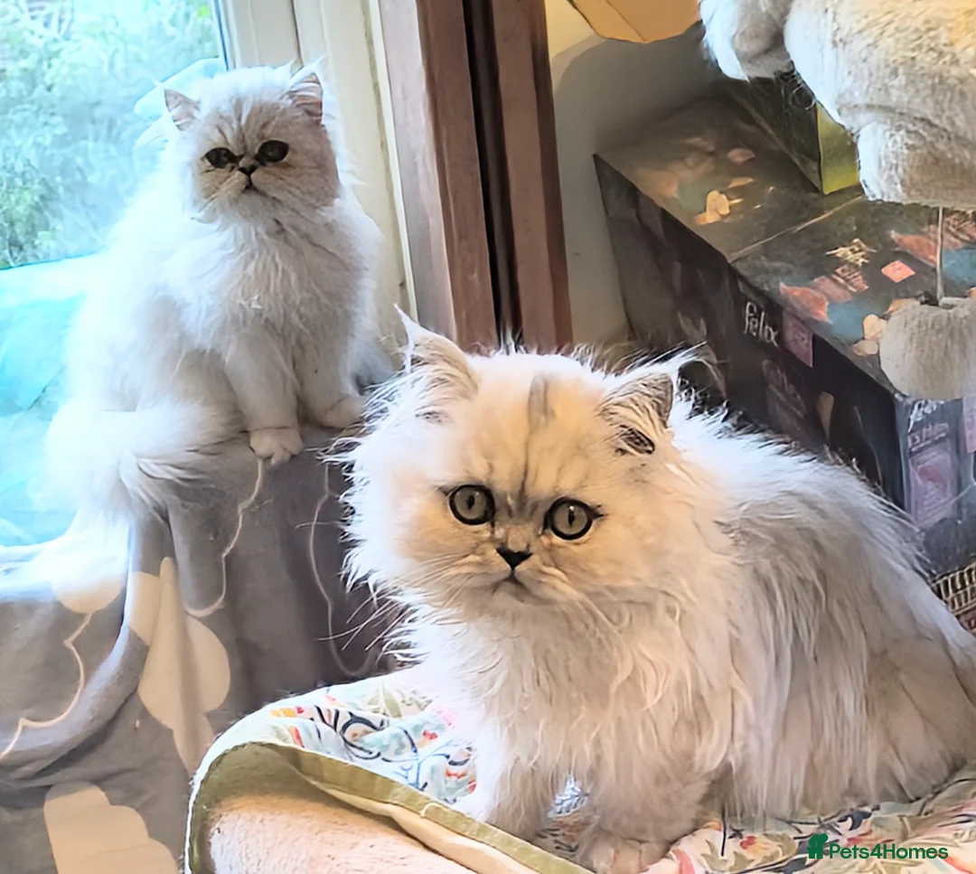 Persian cats for sale: 🍁White black tipped Persian kittens ready now - Advert 3