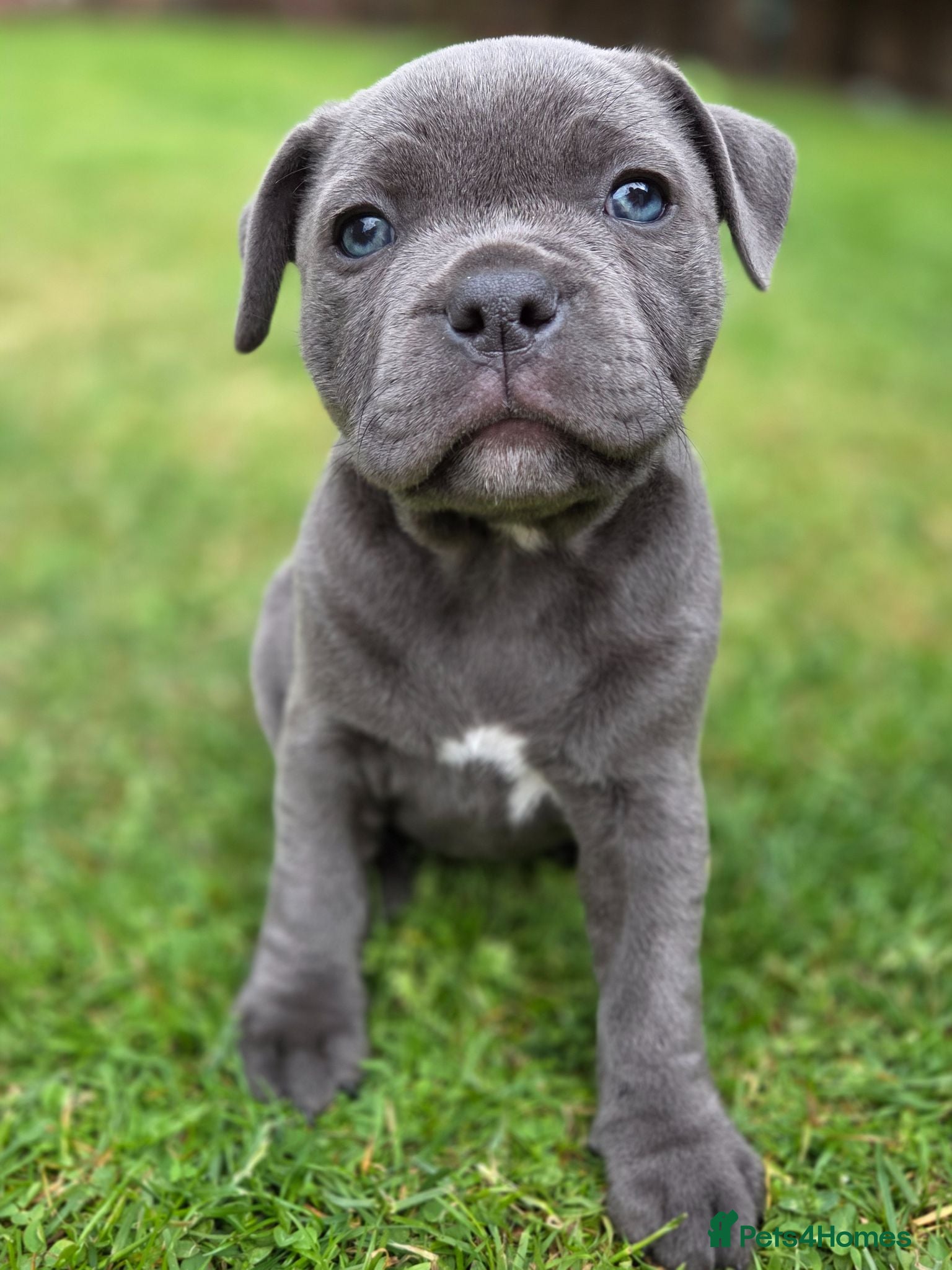 Staffordshire Bull Terrier dogs Beautiful Blue Staffy Girl – Last Puppy Available - Advert 3