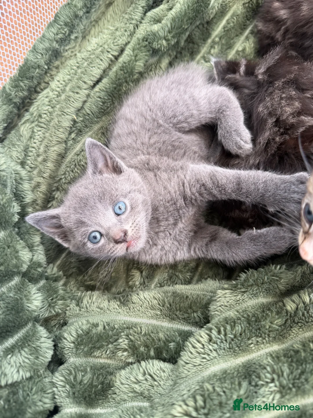 Mixed Breed cats for sale: Beautiful mixed breed kittens  in Wakefield - Advert 3