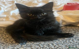 Mixed Breed cats for sale: Gorgeous female black smoke kitten 10 weeks old - Image 7