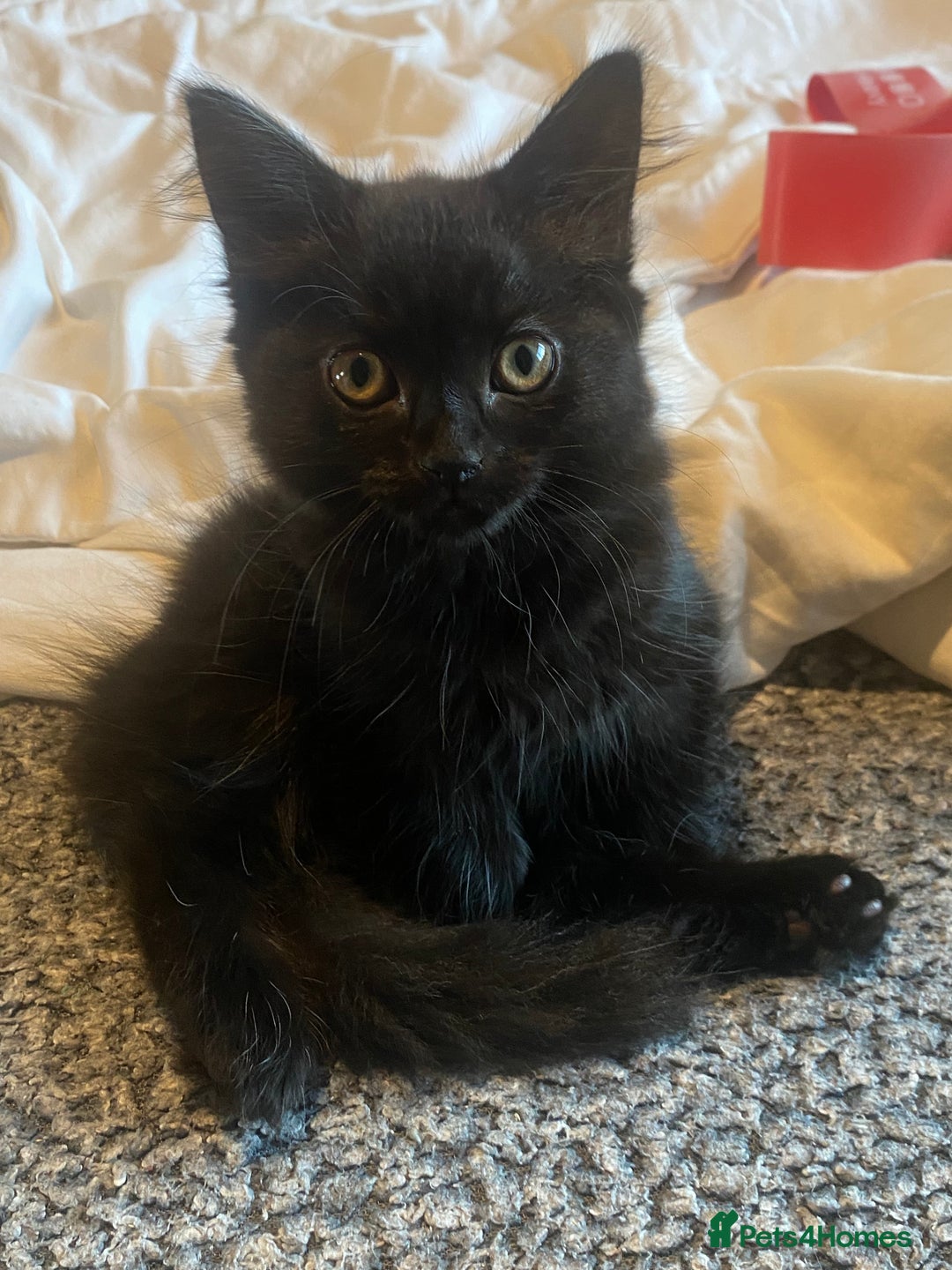 Mixed Breed cats for sale: Gorgeous female black smoke kitten 10 weeks old - Image 7
