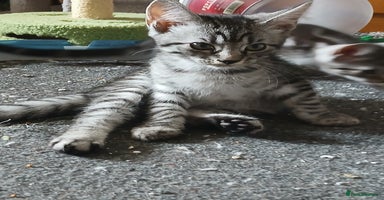Mixed Breed cats - Advert 15