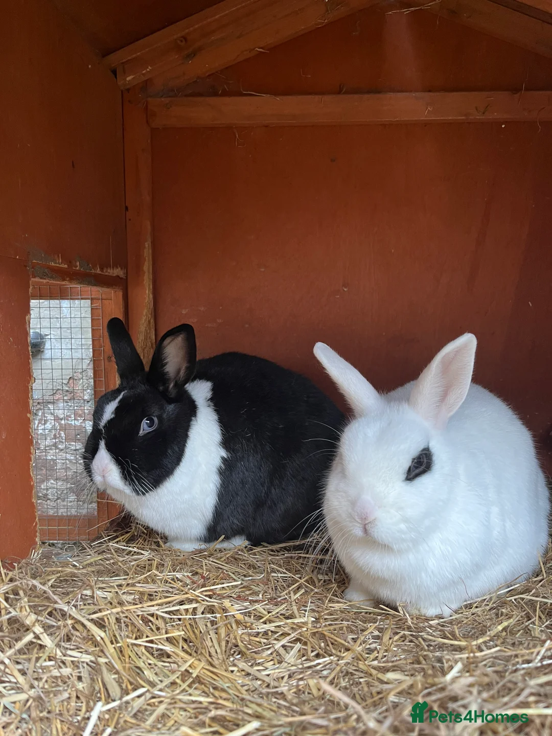 Mixed Breed rabbits for sale: Rabbit bond for sale  - Advert 2