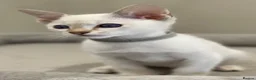 Siamese cats for sale: GCCF Registered Traditional Siamese Kittens.  - Advert 7