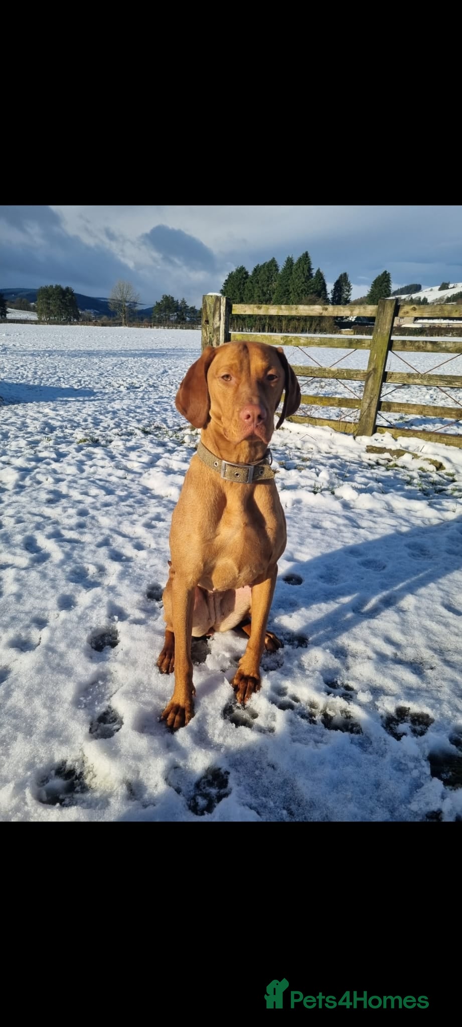 Hungarian Vizsla dogs Hungarian vizsla pups - Advert 4
