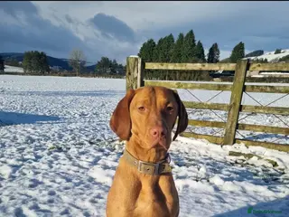 Hungarian Vizsla dogs Hungarian vizsla pups - Advert 2