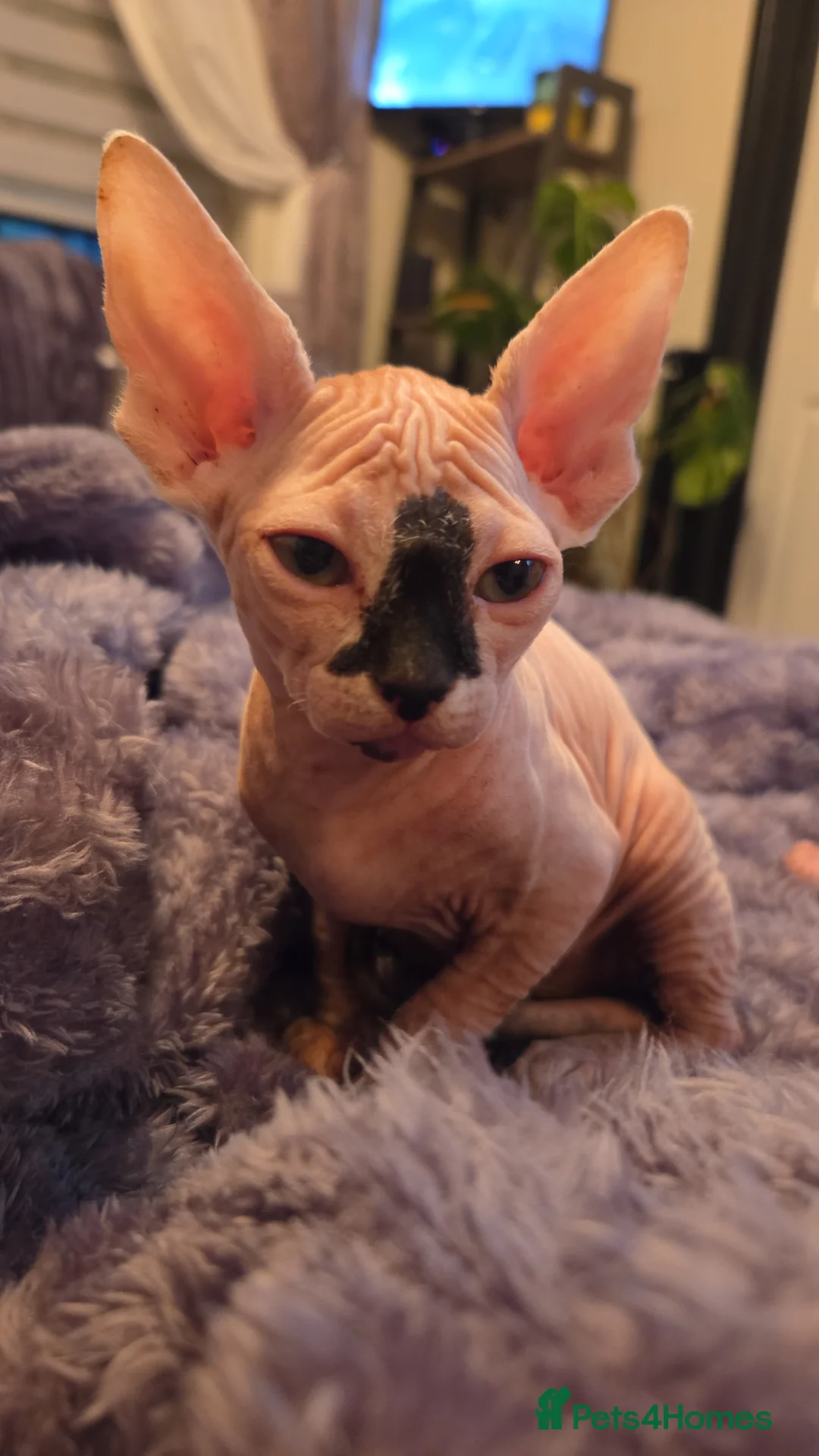 Sphynx cats for sale: 2 beautiful Sphynx babies  - Advert 2