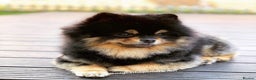 Pomeranian dogs for stud: Stunning proven KC black and tan pom stud in Ebbw Vale - Advert 20