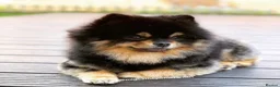 Pomeranian dogs for stud: Stunning proven KC black and tan pom stud in Ebbw Vale - Advert 20