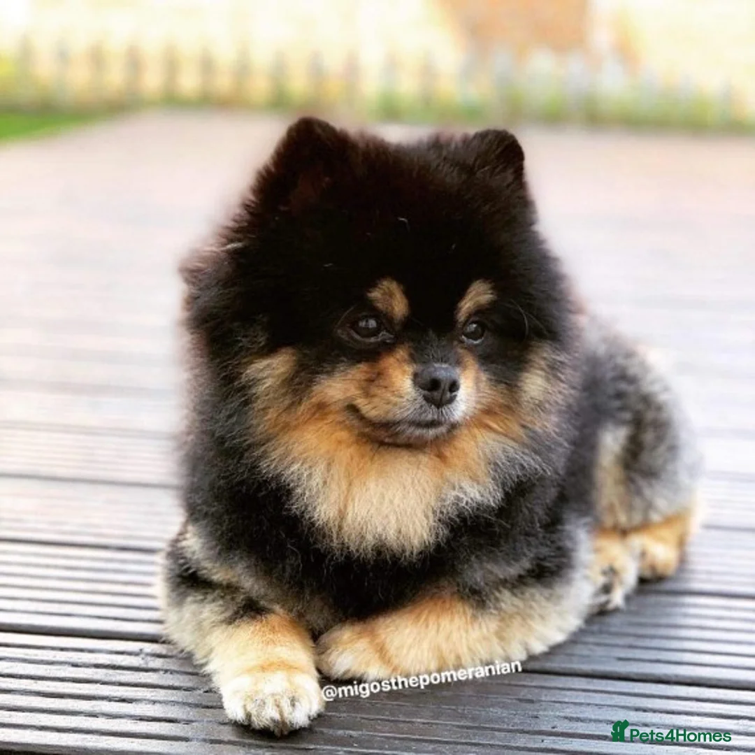 Pomeranian dogs for stud: Stunning proven KC black and tan pom stud in Ebbw Vale - Advert 20