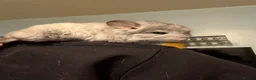 Chinchilla rodents for sale: STUNNING LOOKING 🤩🤩 MALE CHINCHILLA  - Advert 6