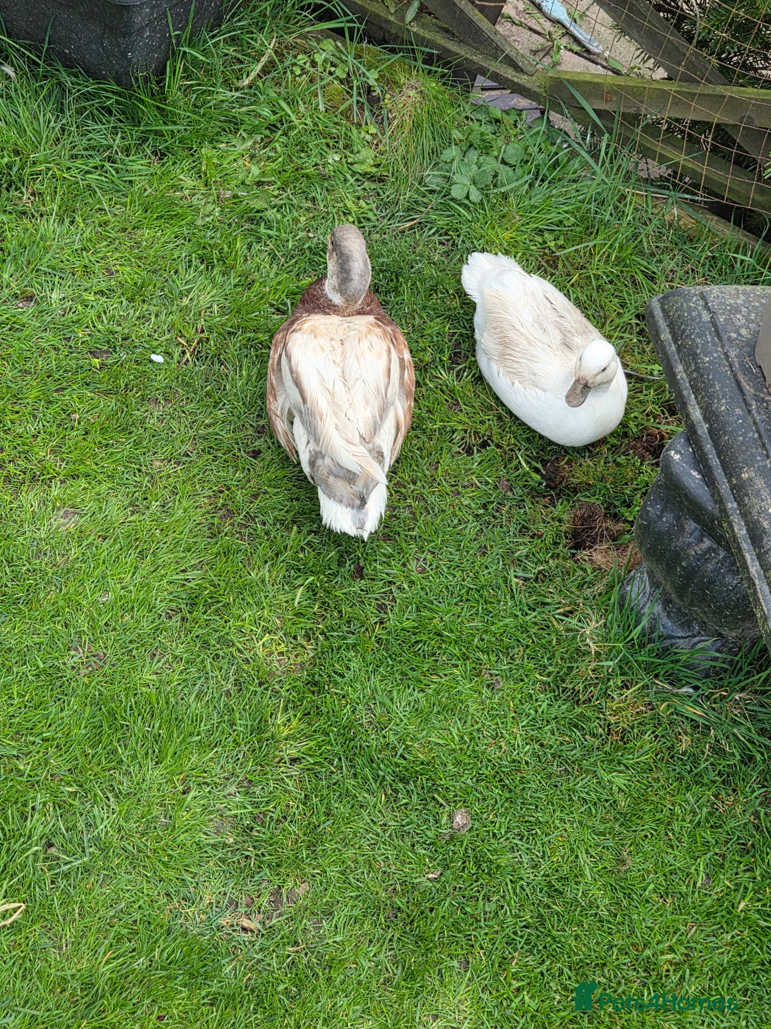 Ducks poultry 2 call ducks - Advert 5