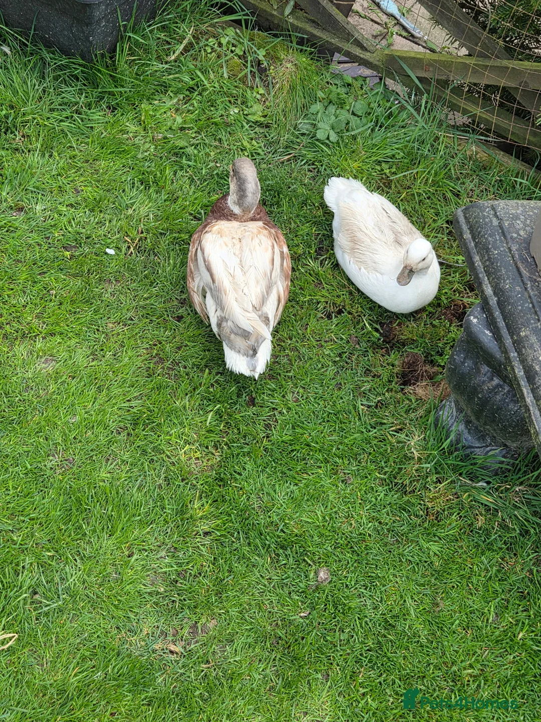 Ducks poultry for sale: 2 call ducks - Advert 1