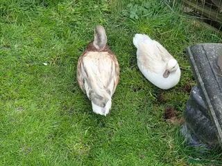 Ducks poultry 2 call ducks - Advert 2