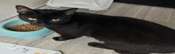 Mixed Breed cats for sale: 2 black female cats looking for a forever  home - Advert 5