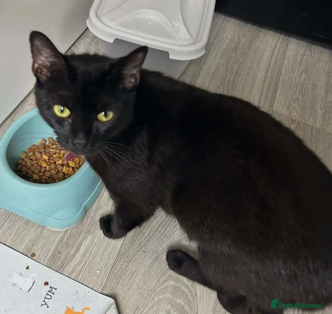 Mixed Breed cats for sale: 2 black female cats looking for a forever  home - Advert 5