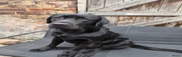 Labrador Retriever dogs for sale: 2 Year Old Black Labrador Looking for Loving Home in Wallasey - Advert 1