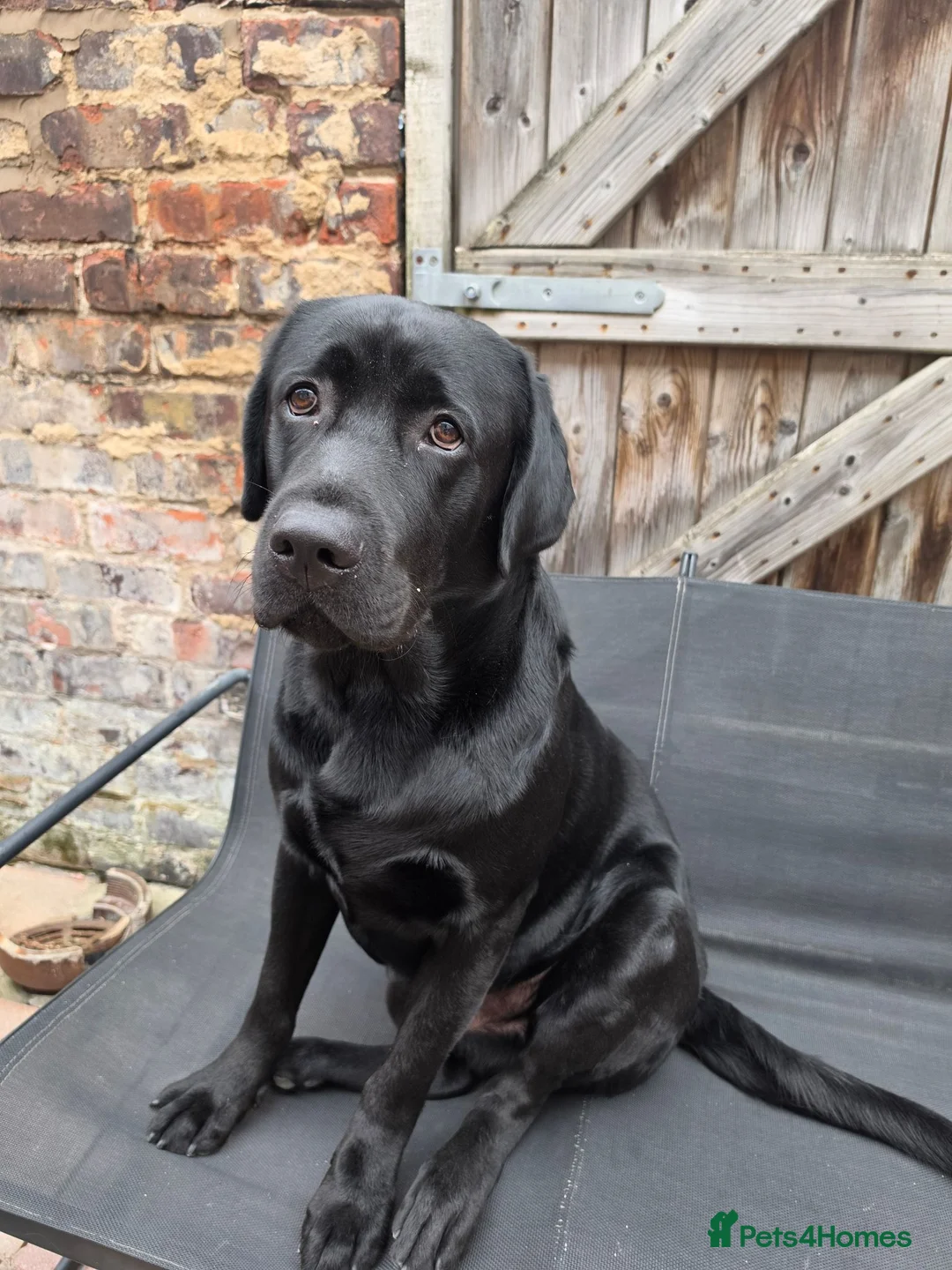 Labrador Retriever dogs for sale: 2 Year Old Black Labrador Looking for Loving Home in Wallasey - Advert 1