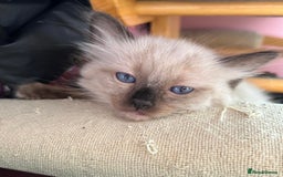 Ragdoll cats for sale: GCCF Ragdoll boy kittens - Advert 11