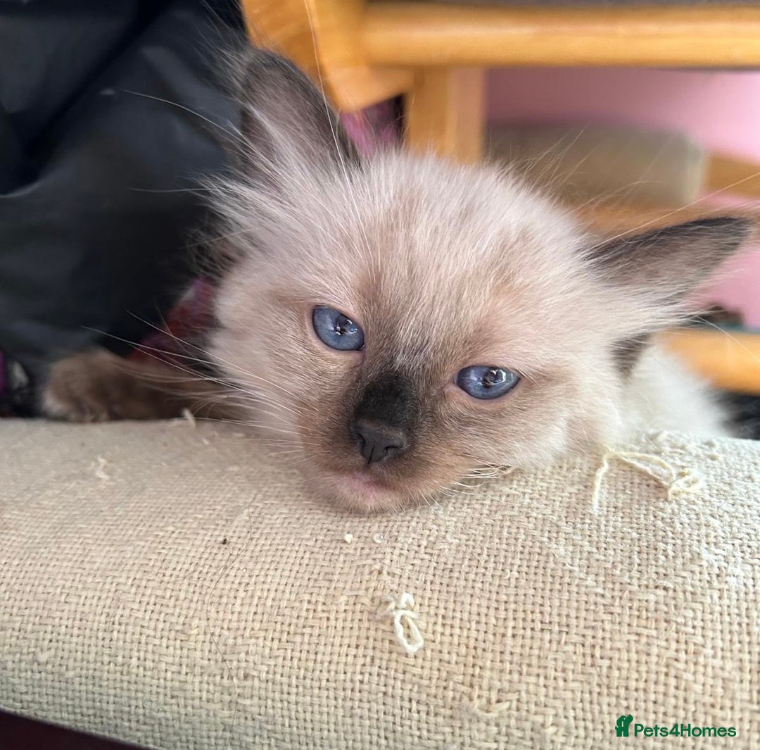 Ragdoll cats for sale: GCCF Ragdoll boy kittens - Advert 11