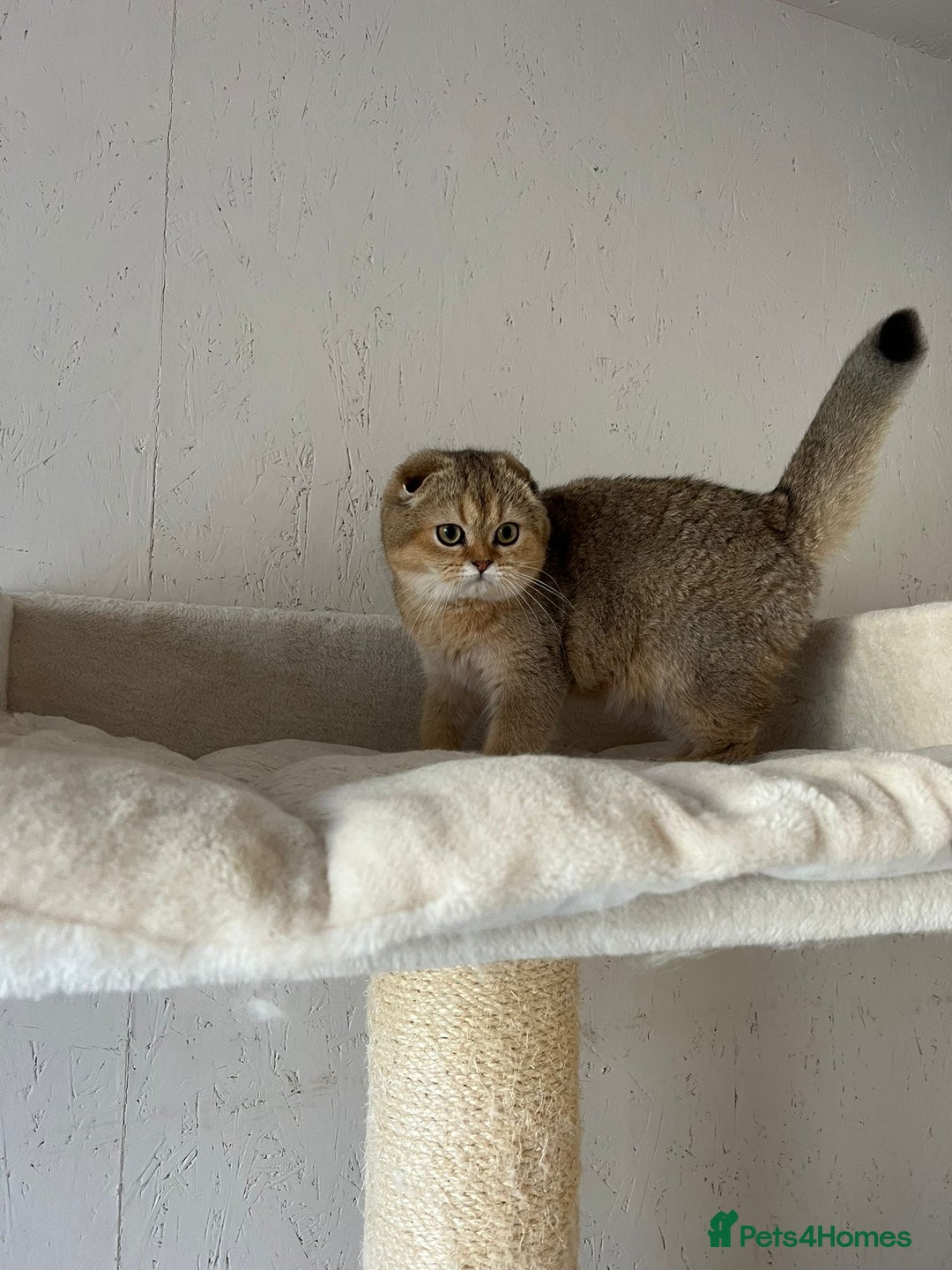 Scottish Fold cats for sale: Scottish fold and straight kittens  - Advert 11