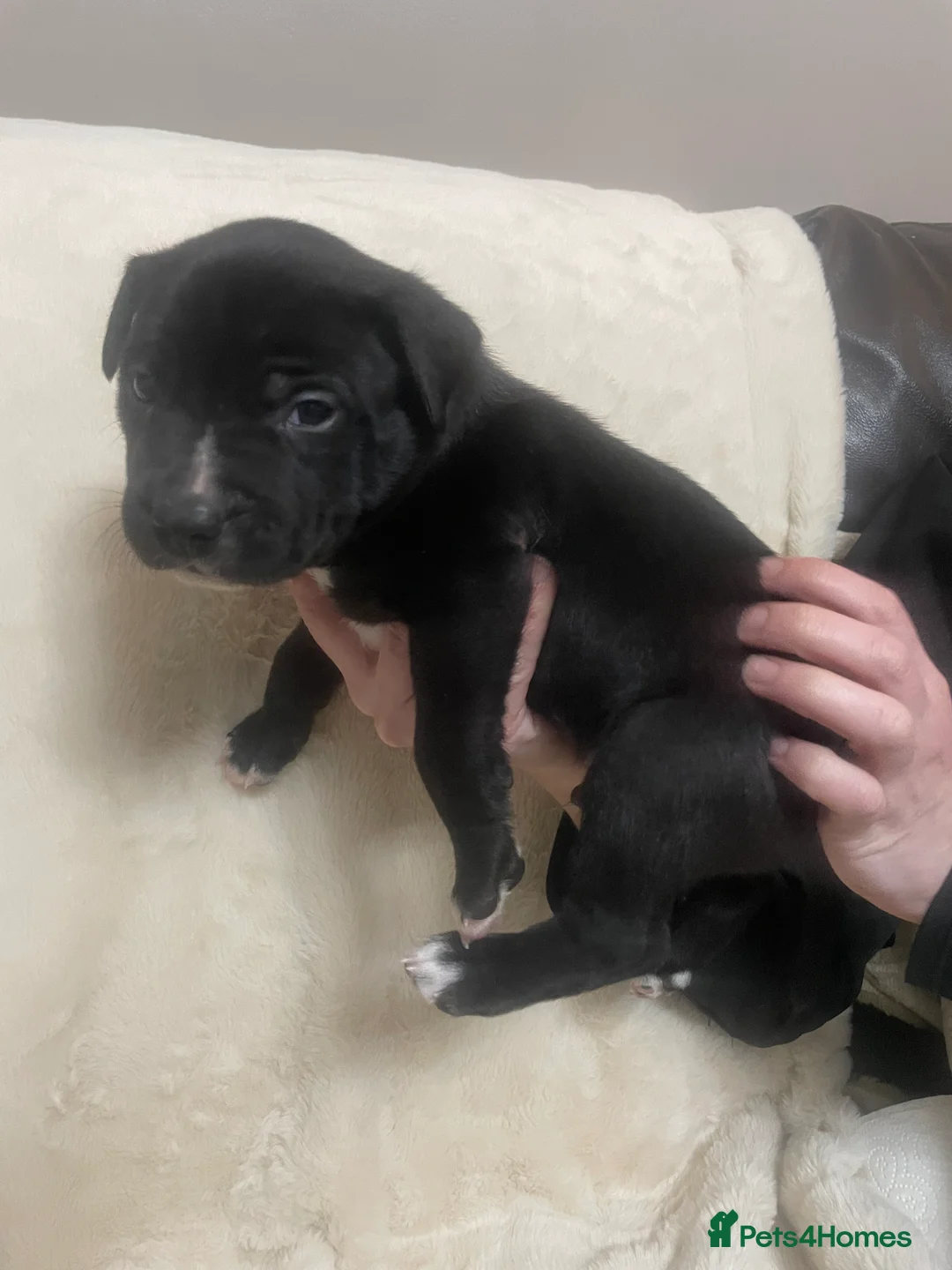 Mixed Breed dogs for sale: Beautiful Staffy x Collie Pups, 4 male 5 girls - Advert 16