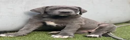 Bandog dogs for sale: Cane Corso Merle Puppies – Loving Gentle Giants - Advert 12